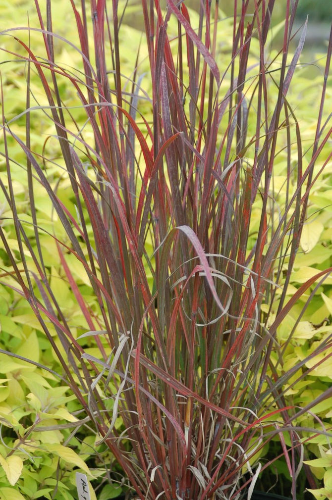 Plant of the Week 06/05/2020