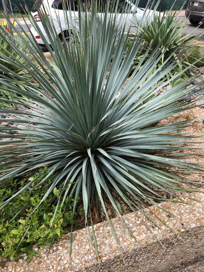 Plant of the Week: 12/11/2020