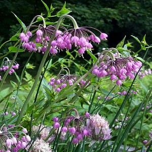 Plant of the Week 05/29/2020
