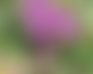 Plant of the Week 06/26/2020