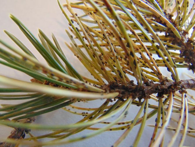 Question of the Week: Poor Piñon
