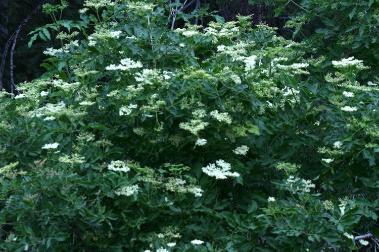 Plant of the Week Mexican Elderberry