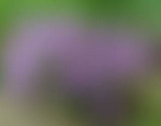 Plant of the Week 02/07/2020