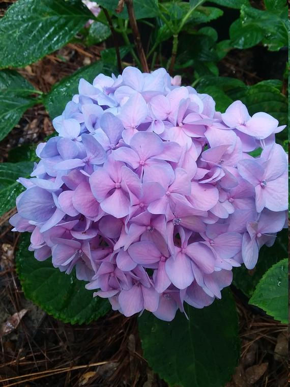 Plant of the Week 04/03/2020
