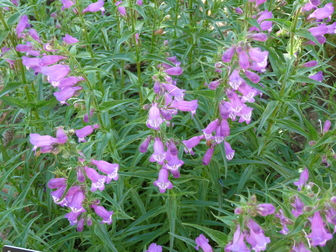 Plant of the Week 08/10/2018