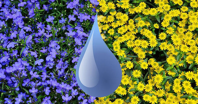 Question of the Week: Is Softened Water Safe for Your Plants?