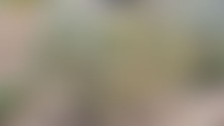 Plant of the Week 11/29/2019