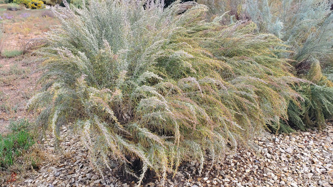 Plant of the Week 11/29/2019