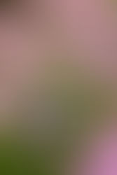 Plant of the Week 10/18/2019