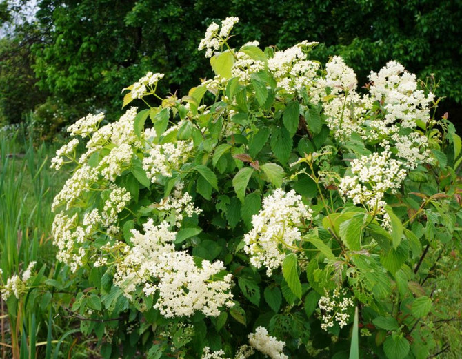 Plant of the Week 05/15/2020