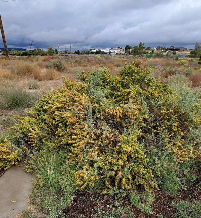 Plant of the Week 11/15/2019