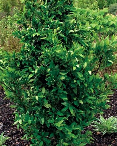 Plant of the Week: Compacta