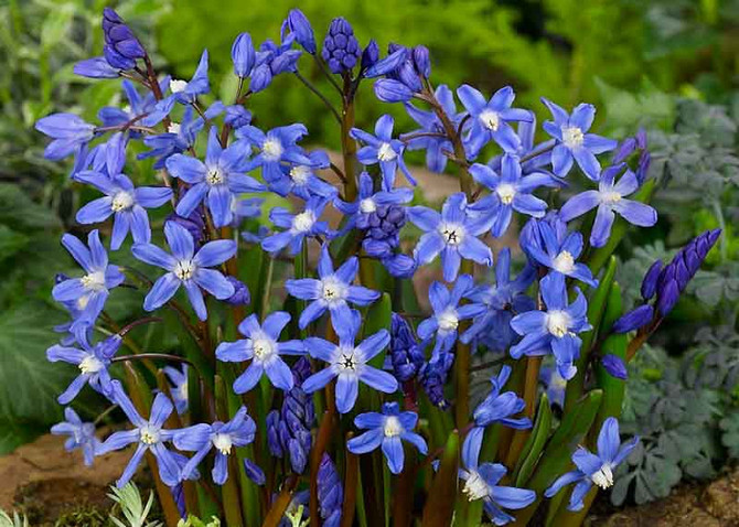 Plant of the Week 03/12/2021