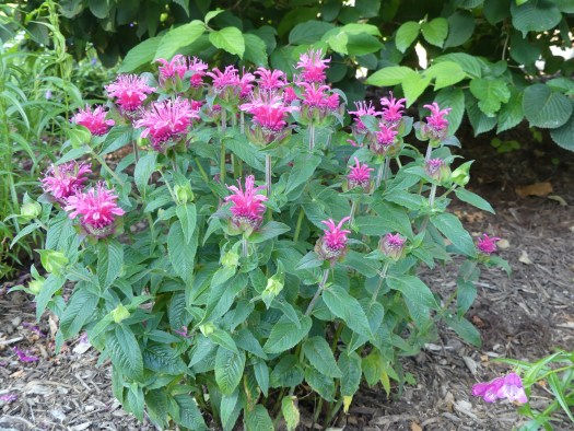 Plant of the Week 04/17/2020