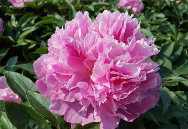 Plant of the Week: Monsieur Jules Elie