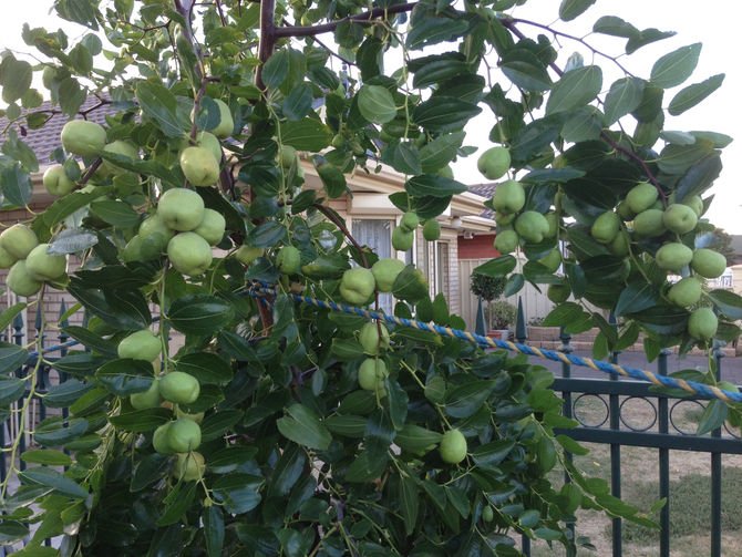 Plant of the Week: Sherwood Jujube