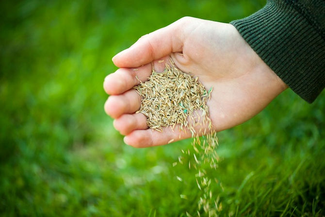 Question of the Week: Lawn Reseeding Tips