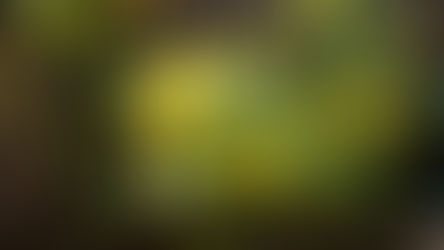 Plant of the Week 10/12/2018