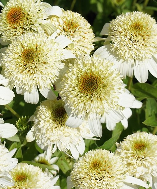 Plant of the Week: 05/28/2021