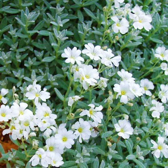 Plant of the Week 01/10/2020