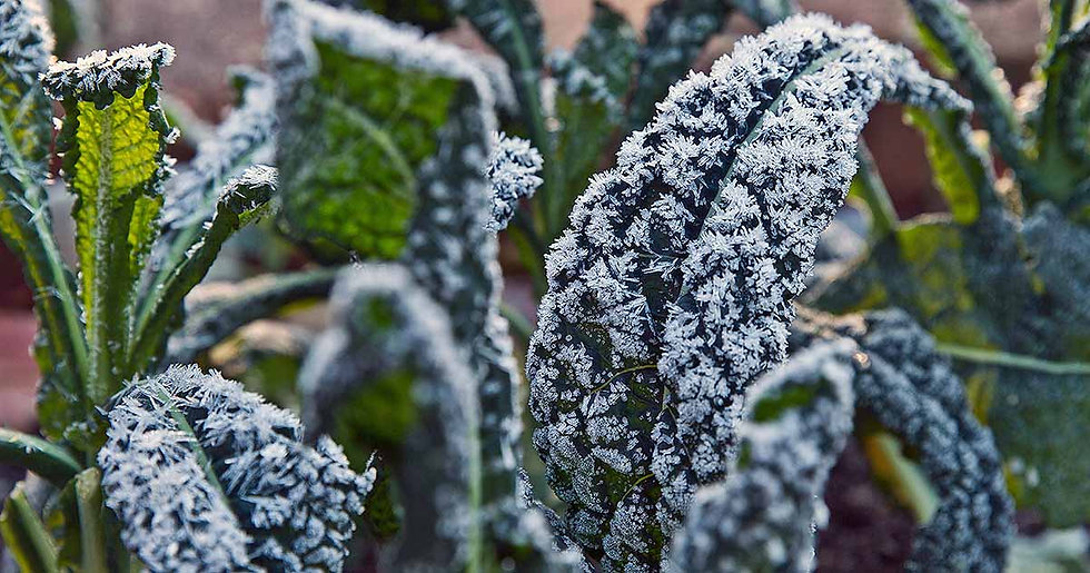 Best-Types-of-Kale-for-Cold-Climates.jpeg