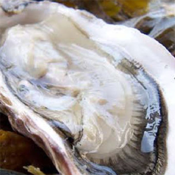 Fresh mozzarella and oysters on the half shell, anyone?