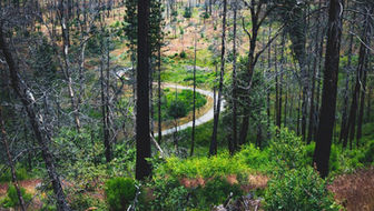 A winding path through a forest with burnt tree trunks in the foreground and green growth beyond.