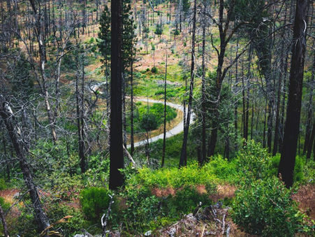 A winding path through a forest with burnt tree trunks in the foreground and green growth beyond.