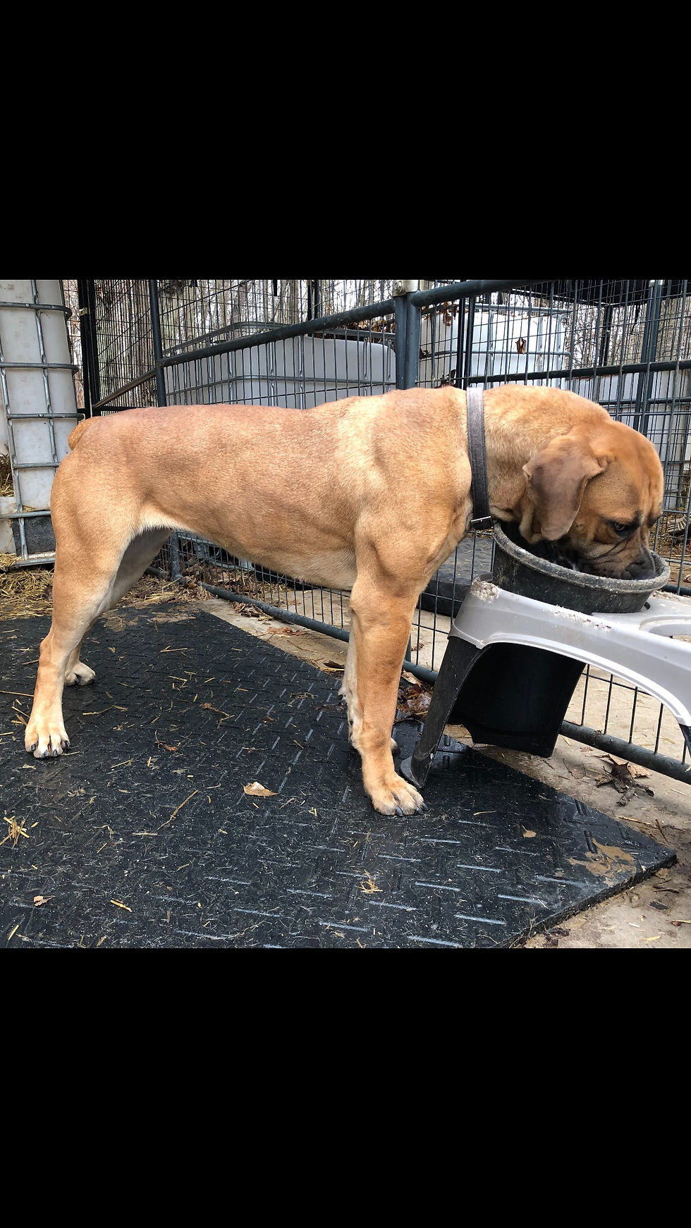 Boerboel