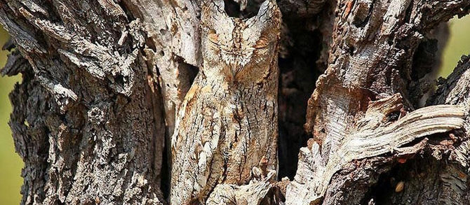 The Digital Lives of Animals, Part I: Invisible Creatures