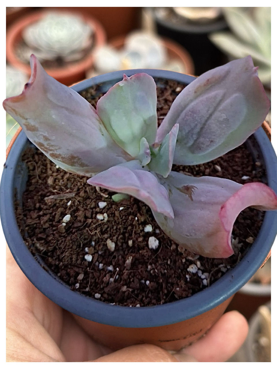 Echeveria Culibras | Suculenta 