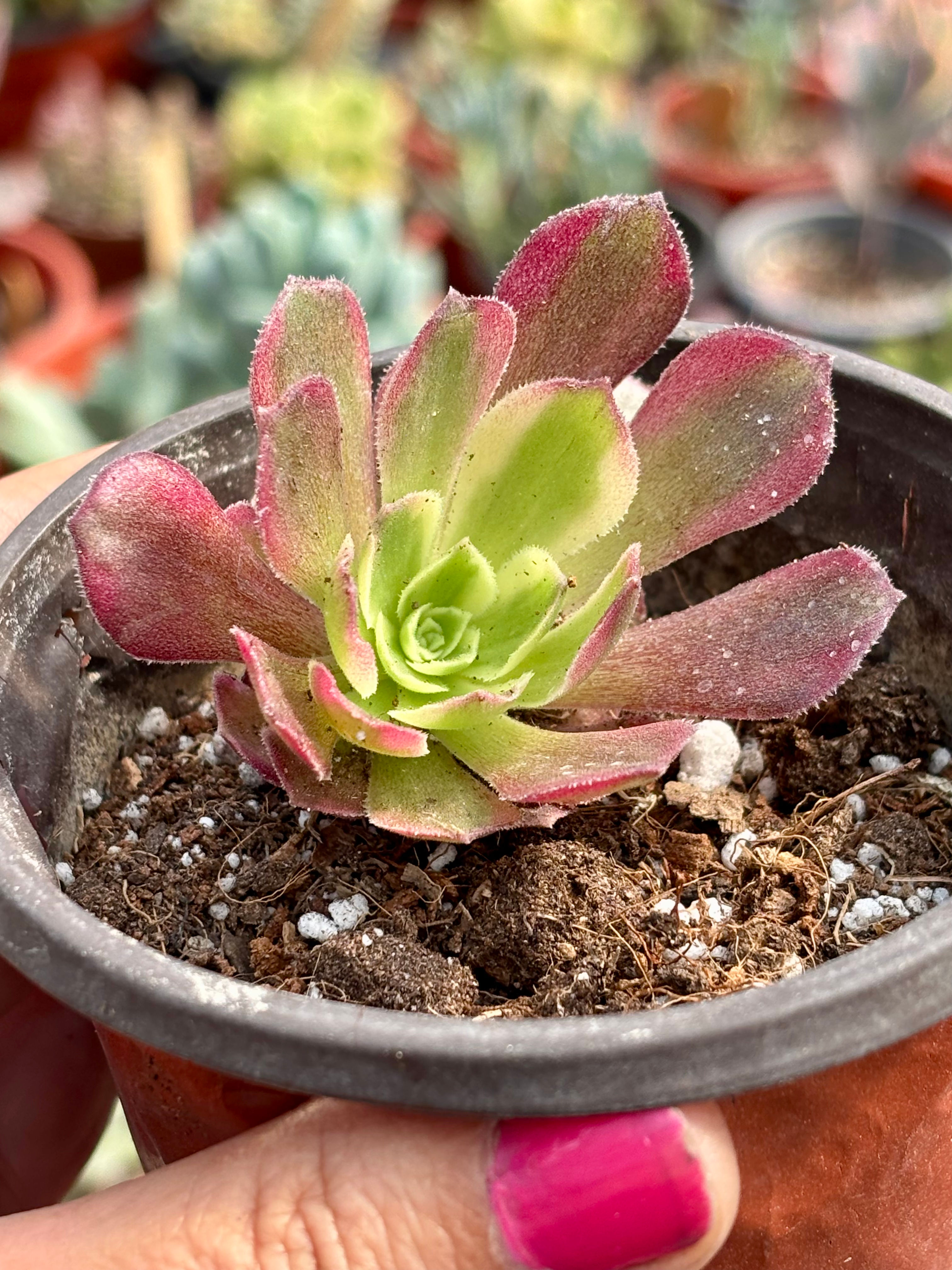 Aeonium Durango | Suculentas 