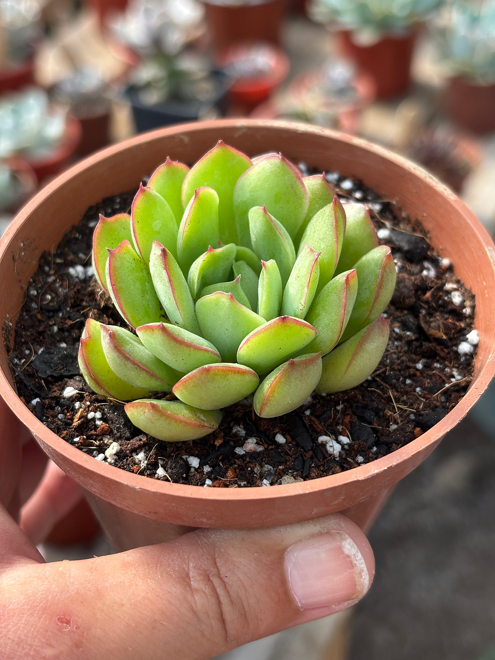 Echeveria Mexican Poldensis | Suculentas 