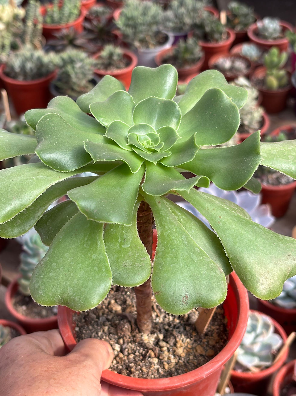 Miniatura: Aeonium Canariense  | Suculentas
