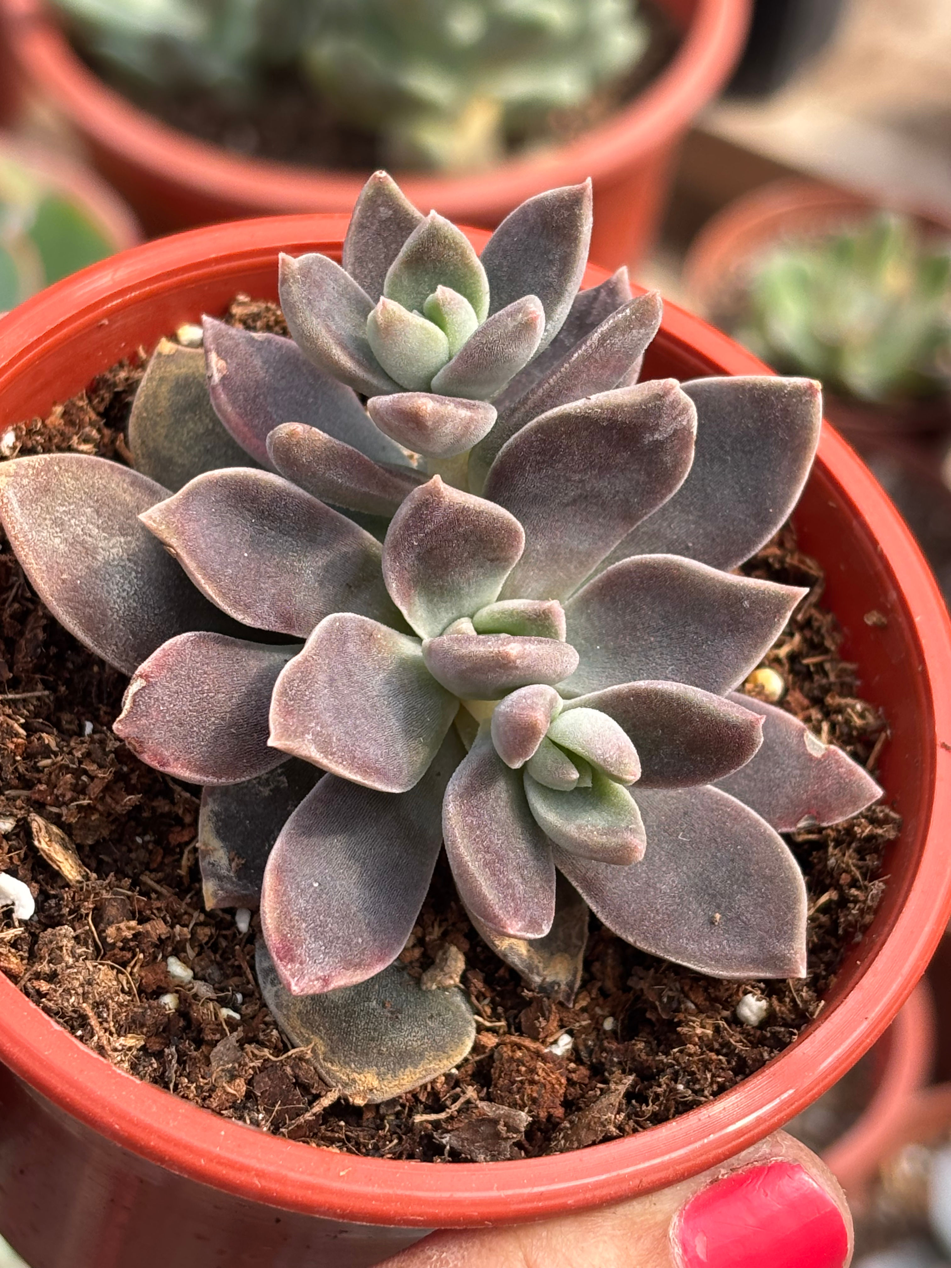 Echeveria Híbrida Jujensis  x Colorata | Suculenta 