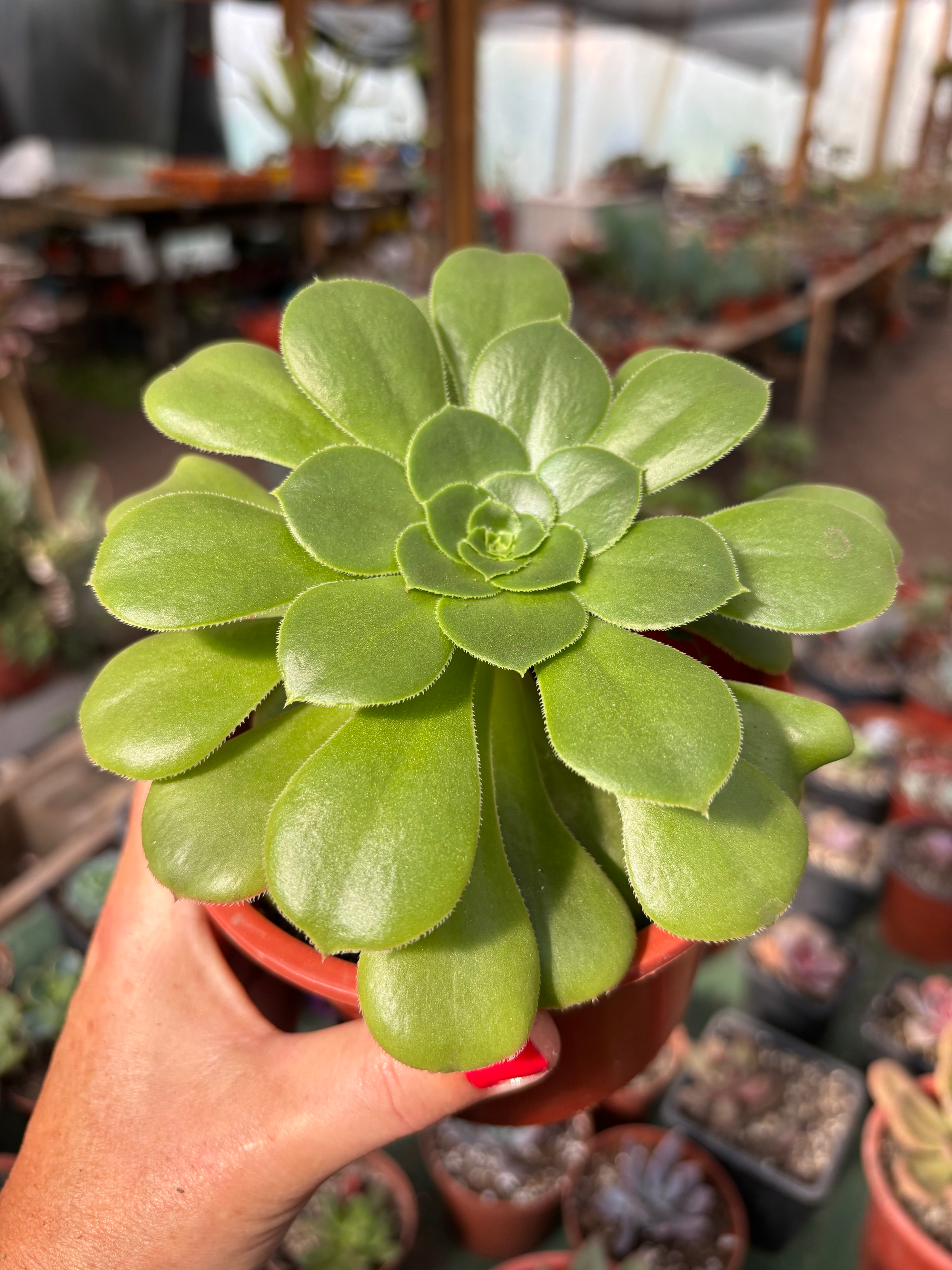 Aeonium Canariense | Suculentas