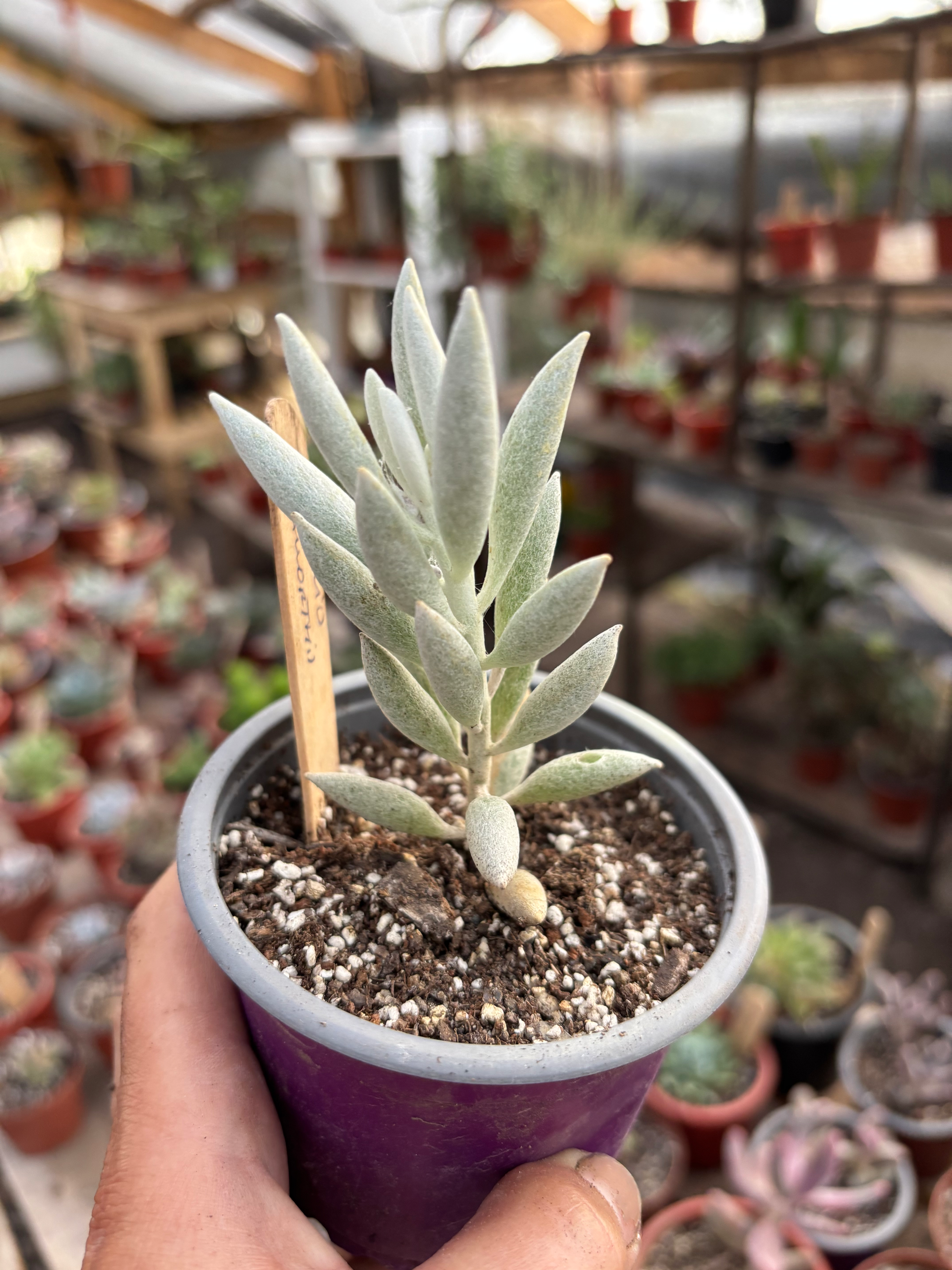 Senecio Haworthii | Suculentas