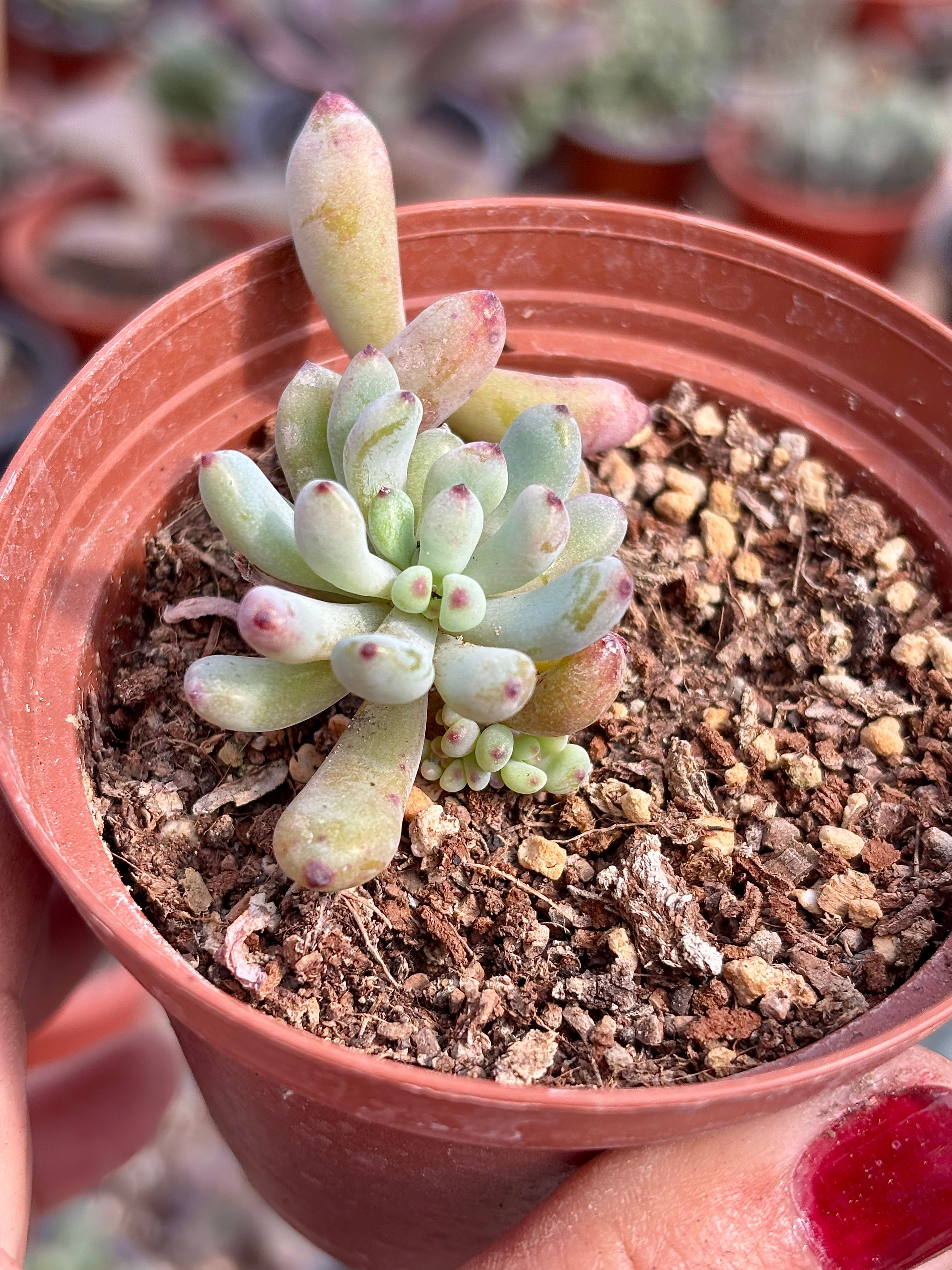 Graptopetalum Pachyphyllum Suculenta