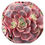 Miniatura: Echeveria Vampire Red Ball | Suculentas 