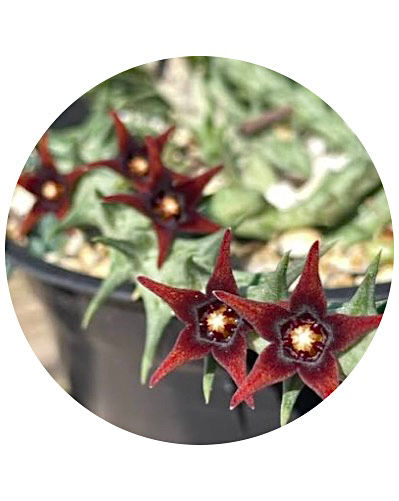 Miniatura: Orbea Semitubluflora | Aizoaceae
