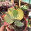 Miniatura: Kalanchoe Fantastic | Suculentas