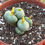 Miniatura: Conophytum Minutum | Azoaceae 