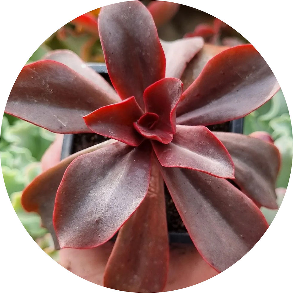 Miniatura: Echeveria Lady Burgundy |  Suculentas
