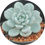 Miniatura: Echeveria maxwell (Laui x Clavatum)| Suculenta