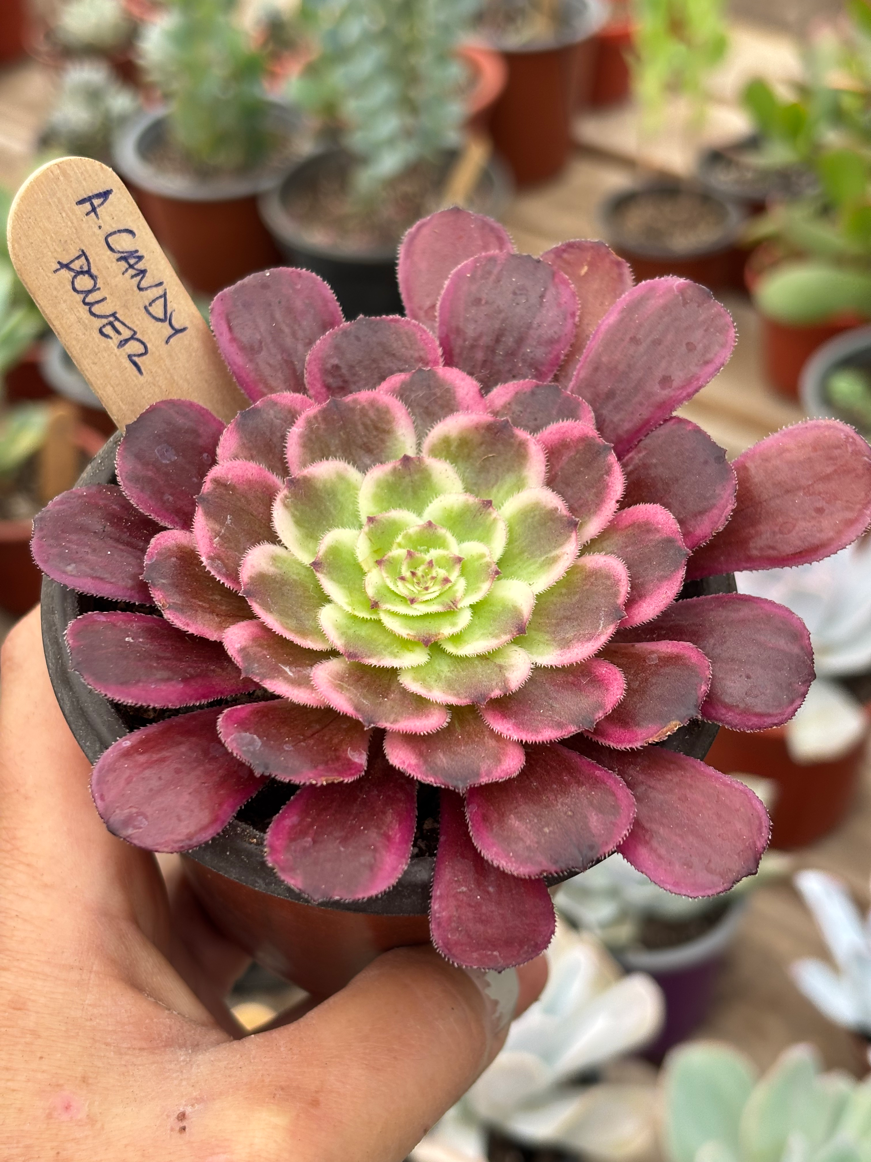 Aeonium Candy Power | Suculenta