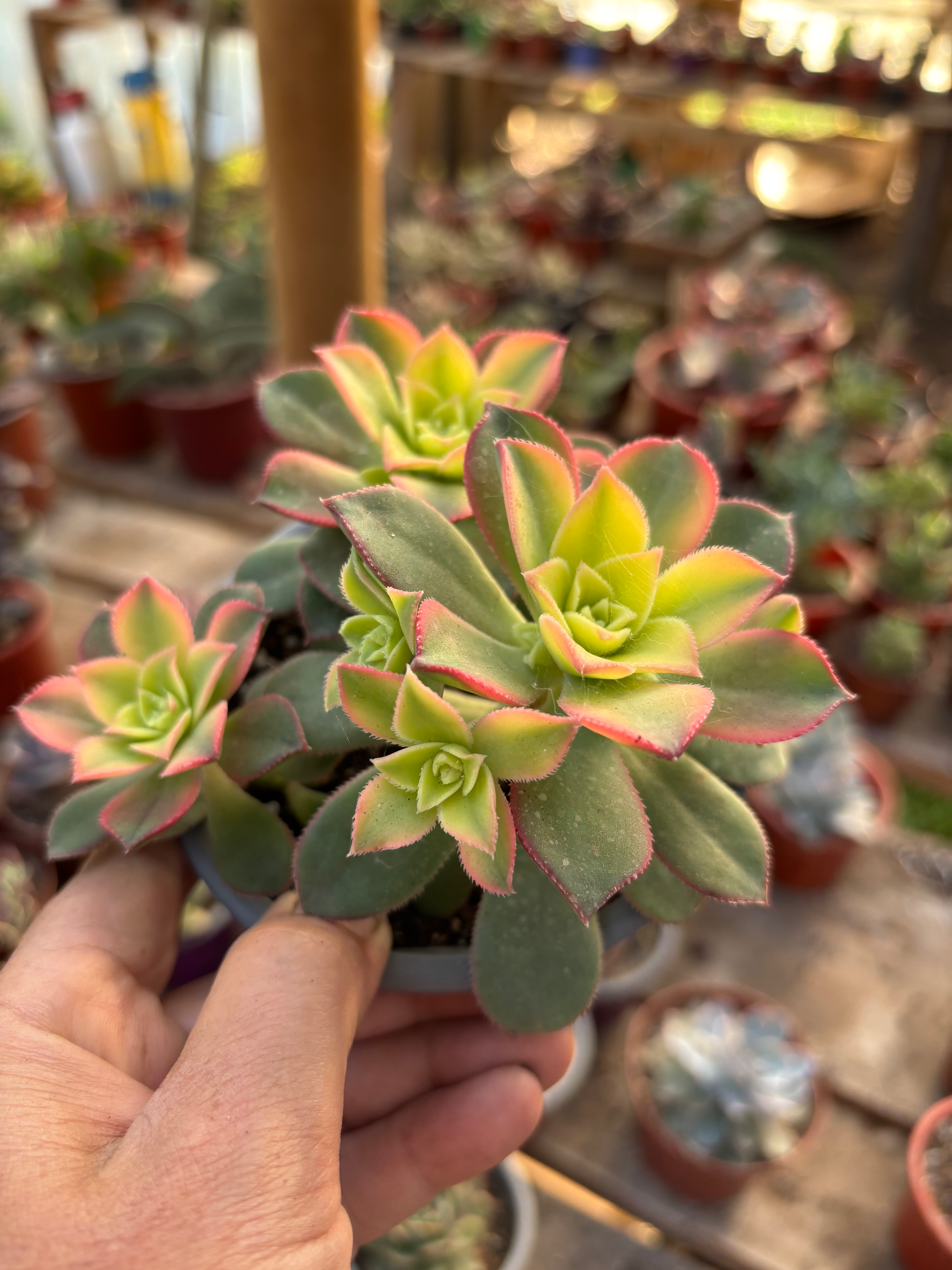 Aeonium Kiwi | Suculentas