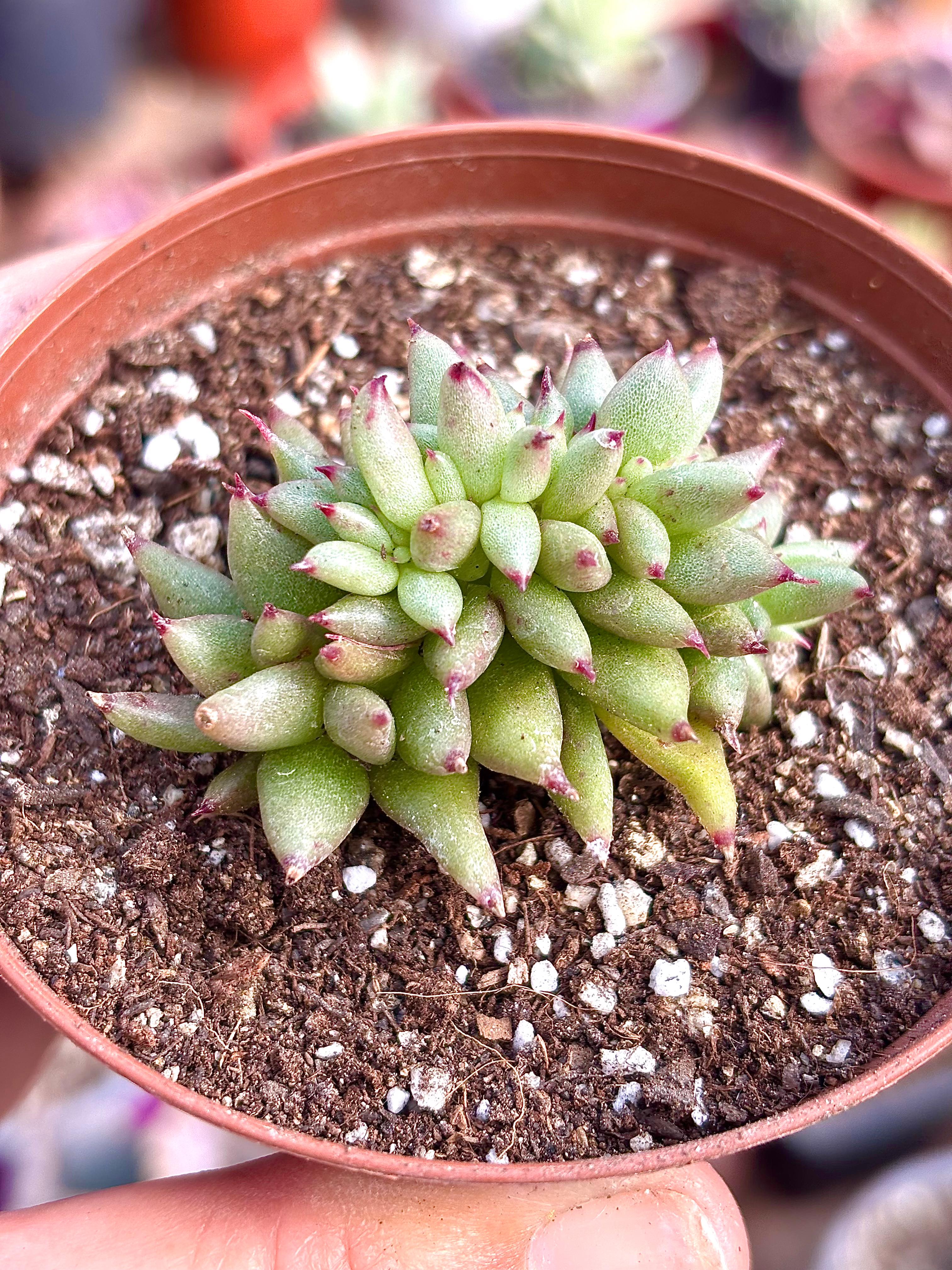 Echeveria Agavoides Crestadas | Suculentas