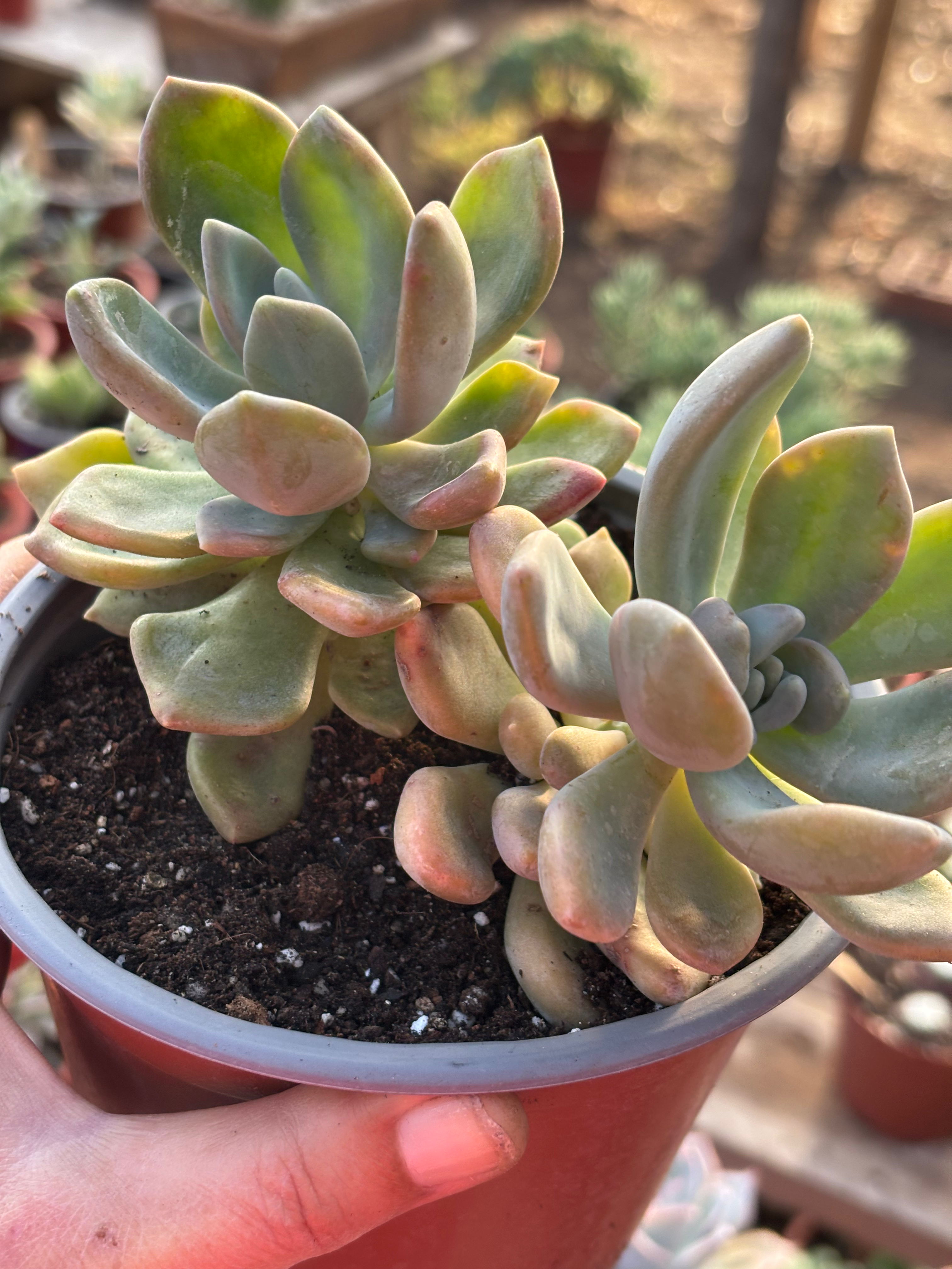 Graptophytum Supreme | Suculentas