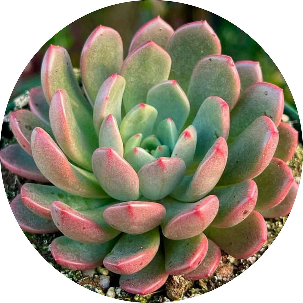 Miniatura: Sedeveria Bashull | Suculentas 