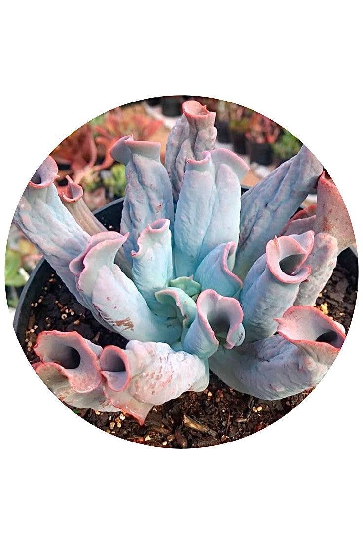 Miniatura: Echeveria Culibras | Suculenta 